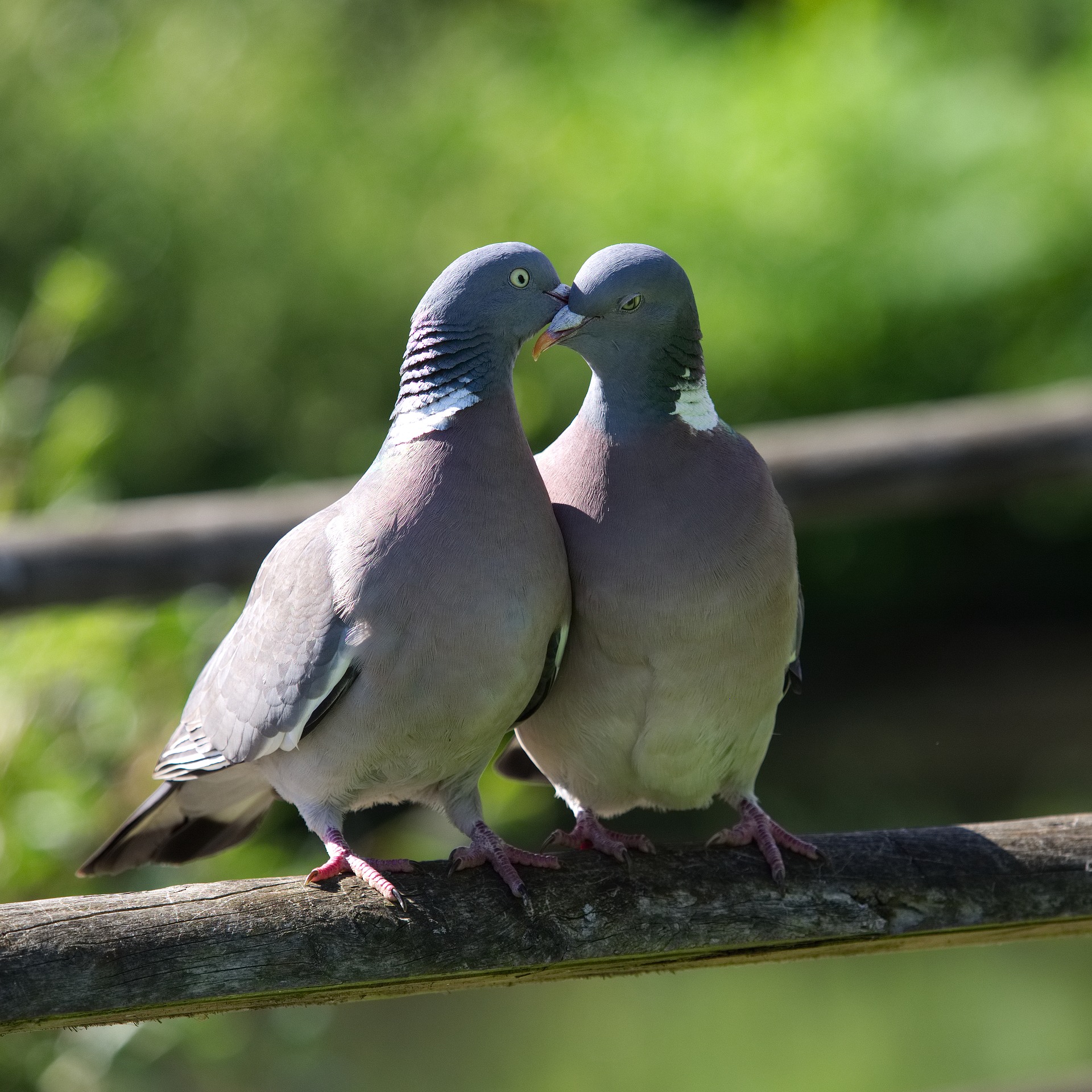 pigeon-2332702_1920